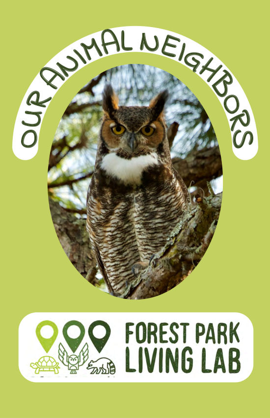 Our Animal Neighbours Activity Book