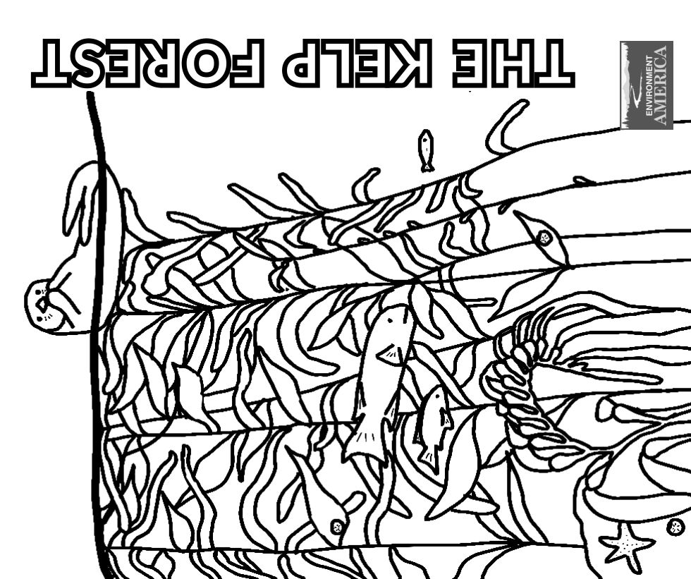 Ocean And Shore Life Coloring Book
