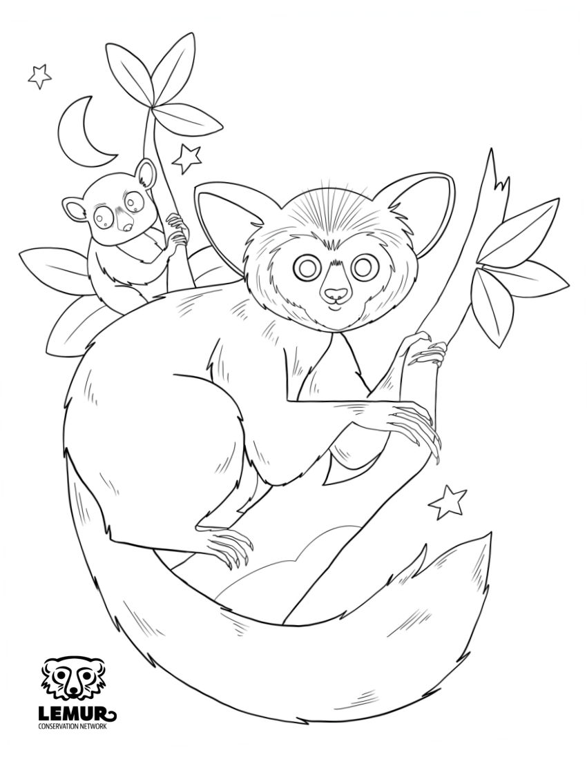 Lemur And Halloween Coloring Book
