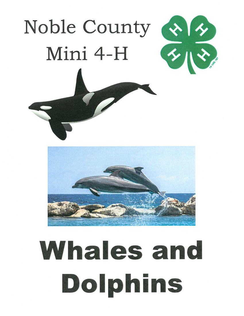 Mini Whales And Dolphins Master Activity Book