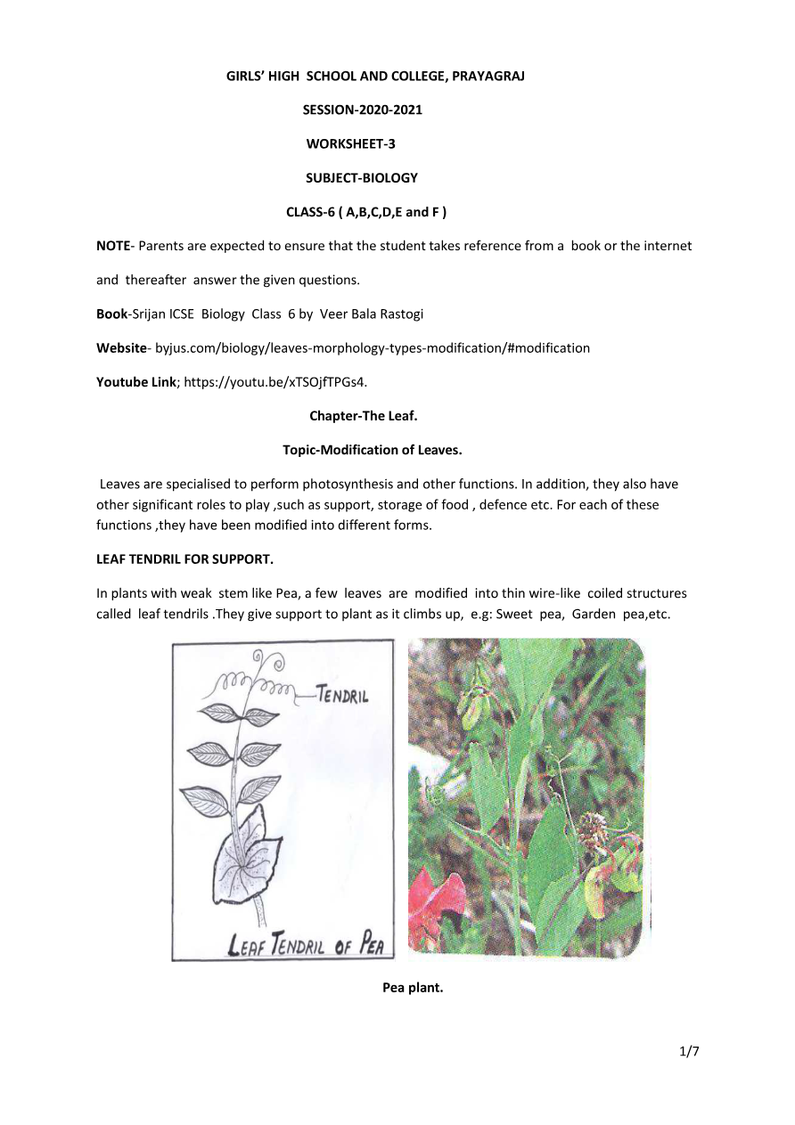 Understanding Leaf Modifications