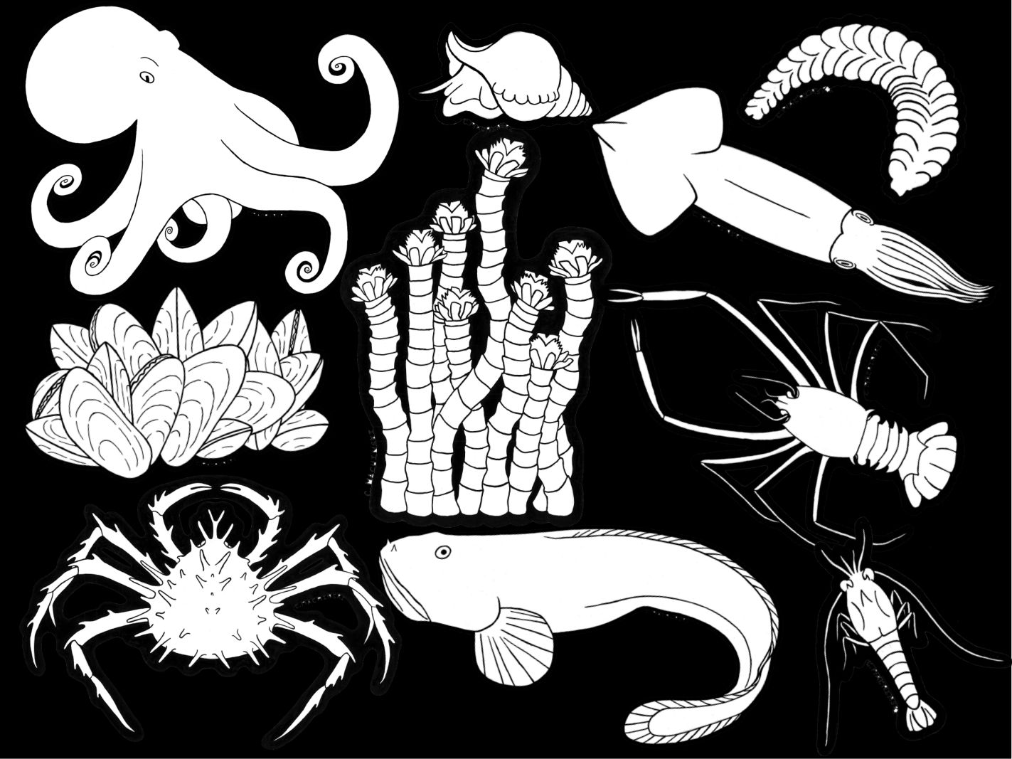 Deep Sea Creatures Coloring Book
